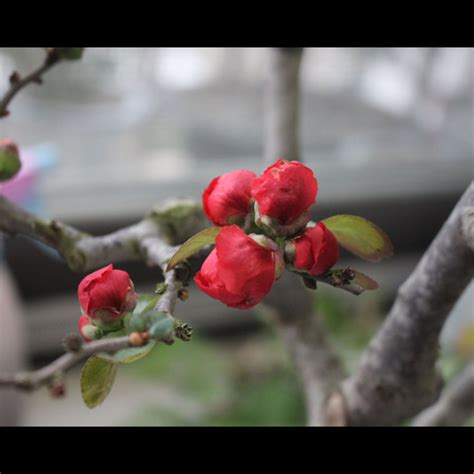 海棠風水|家裡放海棠花好不好，海棠花的風水應用(帶來財運)